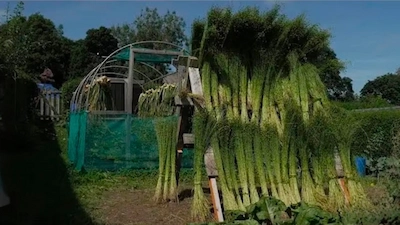 عکس گیاه کتان